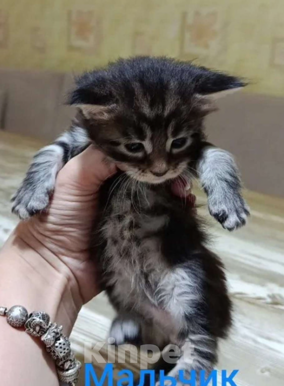 Собаки в Вологде: Красивый подрощеный парнишка  Мальчик, Бесплатно - фото 3