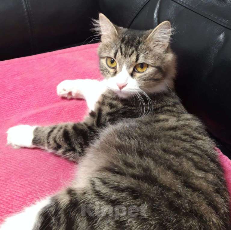 Кошки в Москве: Пушистую Марусю выпускают на улицу, где ее чуть не отравили 🆘️ Срочный поиск дома Девочка, Бесплатно - фото 3