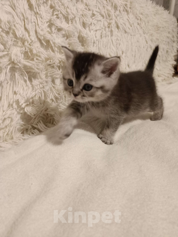 Кошки в Балашихе: Котята  Девочка, 8 000 руб. - фото 4