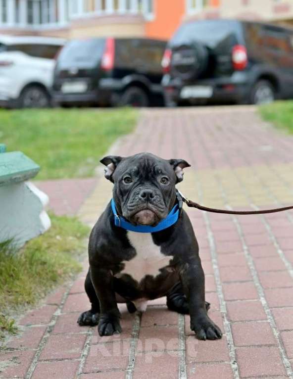 Собаки в Курске: Мальчик черного окраса Мальчик, 80 000 руб. - фото 2