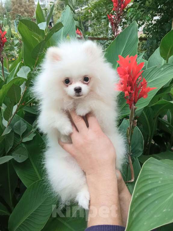 Собаки в Саратове: Померанский шпиц Девочка, 25 000 руб. - фото 2