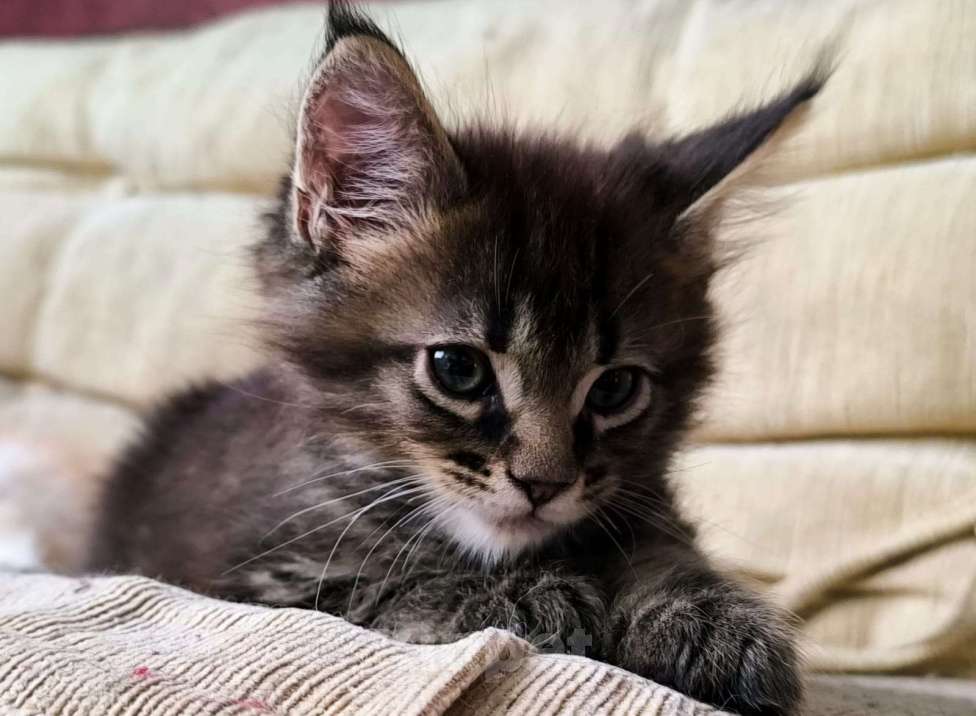 Кошки в других городах Тверской области: Котята Мейкун Мальчик, 17 000 руб. - фото 9