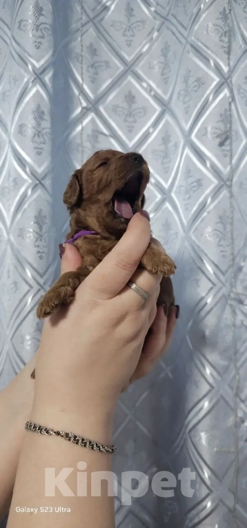 Собаки в Москве: Щенки Карликового пуделя Мальчик, 65 000 руб. - фото 7