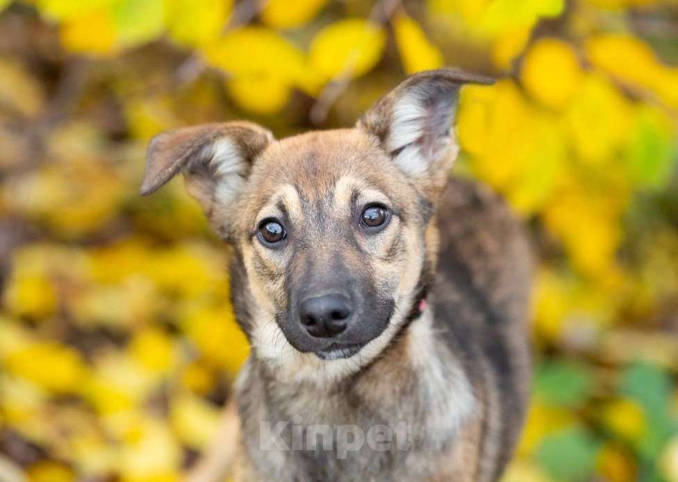 Собаки в Москве: Изящная собачка в добрые руки Девочка, Бесплатно - фото 4
