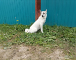 Собаки в Нефтеюганске: Срочно ищет дом Девочка, Бесплатно - фото 6