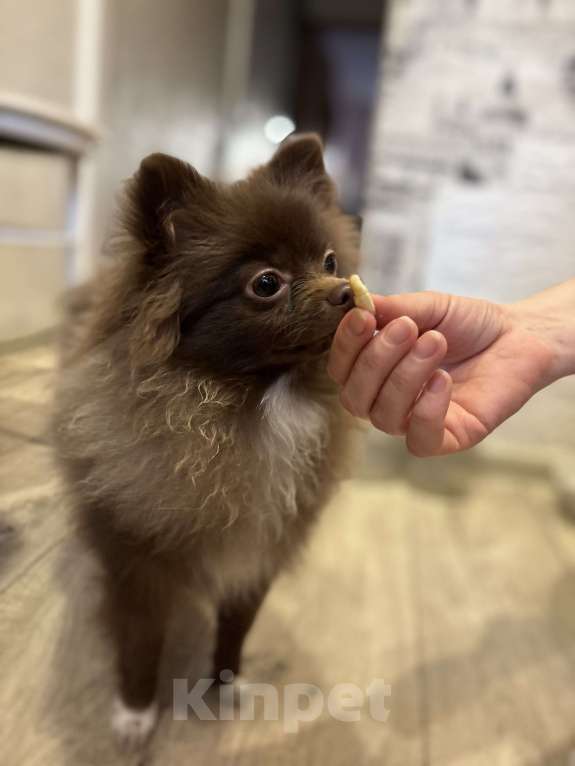 Собаки в Дзержинске: Померанский шпиц девочка Девочка, 30 000 руб. - фото 3