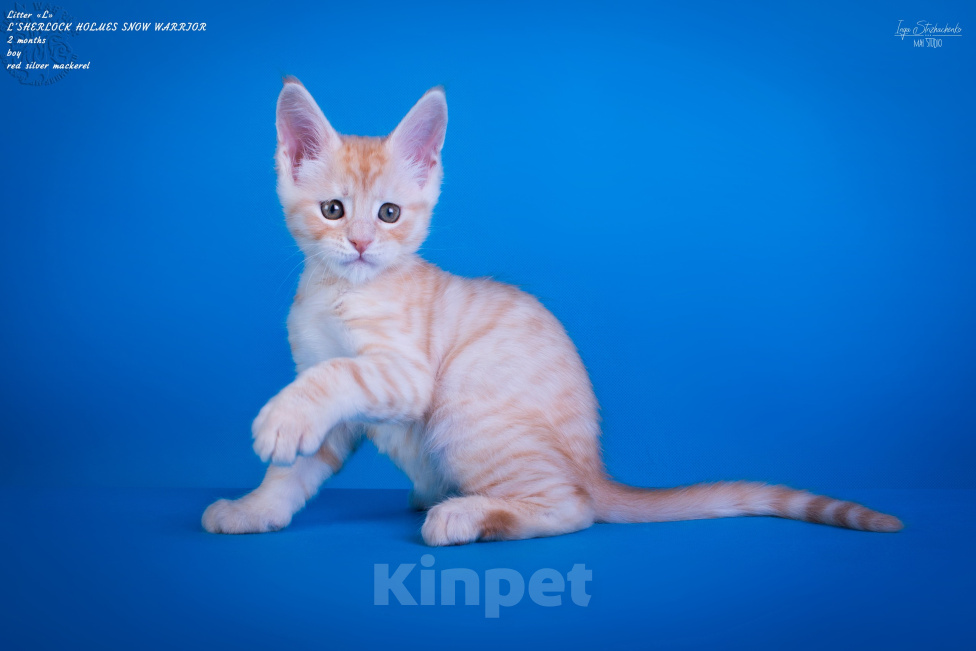 Кошки в других городах Карелии: Котенок-мейн-кун мальчик Мальчик, 45 000 руб. - фото 1