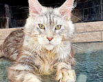 Кошки в Краснодаре: Котёнок Мальчик, 20 000 руб. - фото 1