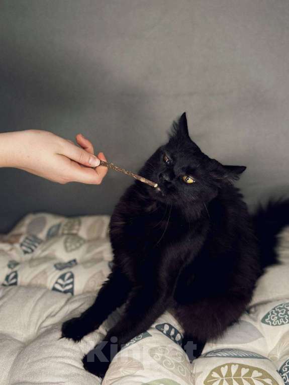 Кошки в Балашихе: Гера Девочка, Бесплатно - фото 2