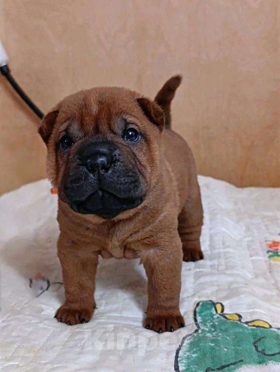 Собаки в других городах Калужской области: Щенки шарпея Мальчик, 50 000 руб. - фото 1