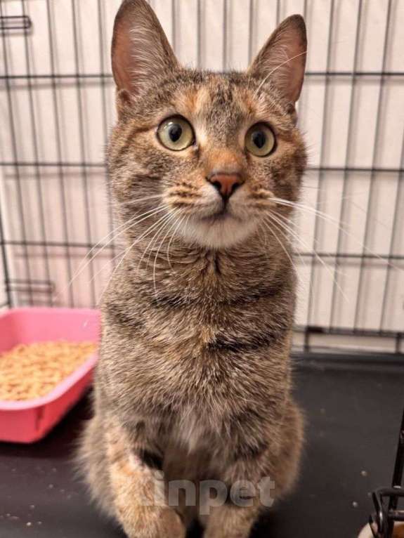 Кошки в Москве: Маняшу никто не замечает  Девочка, Бесплатно - фото 1