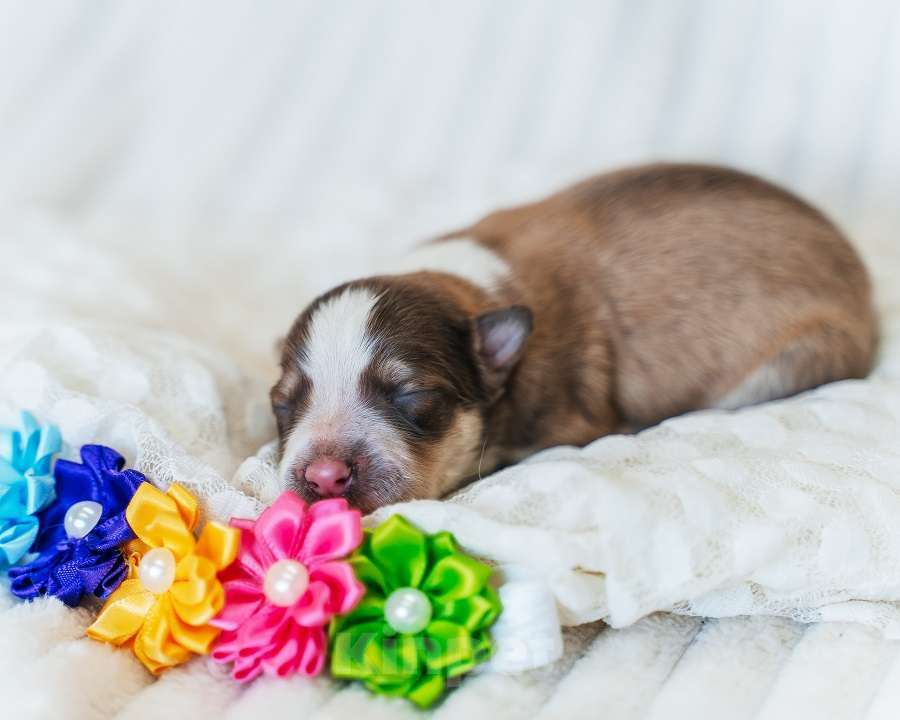 Собаки в Москве: Девочка (сука) с документами РКФ соболь триколор Девочка, 130 000 руб. - фото 4