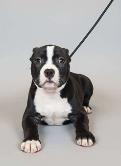 Американский Булли