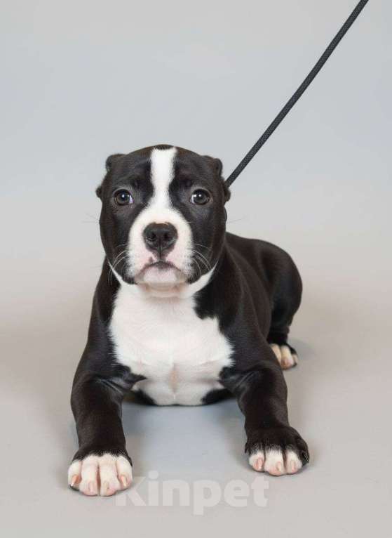 Собаки в других городах Московской области: Американский Булли Мальчик, 120 000 руб. - фото 1