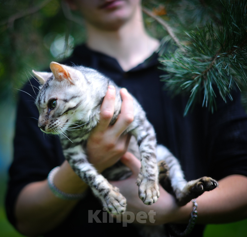 Кошки в Москве: Бенгальский котенок Мальчик, Бесплатно - фото 1