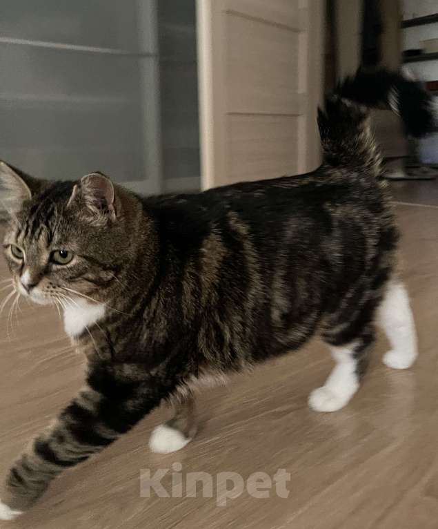 Кошки в Кудрово: Уютная Ариша - это самая комфортная кошечка для семьи Девочка, Бесплатно - фото 5