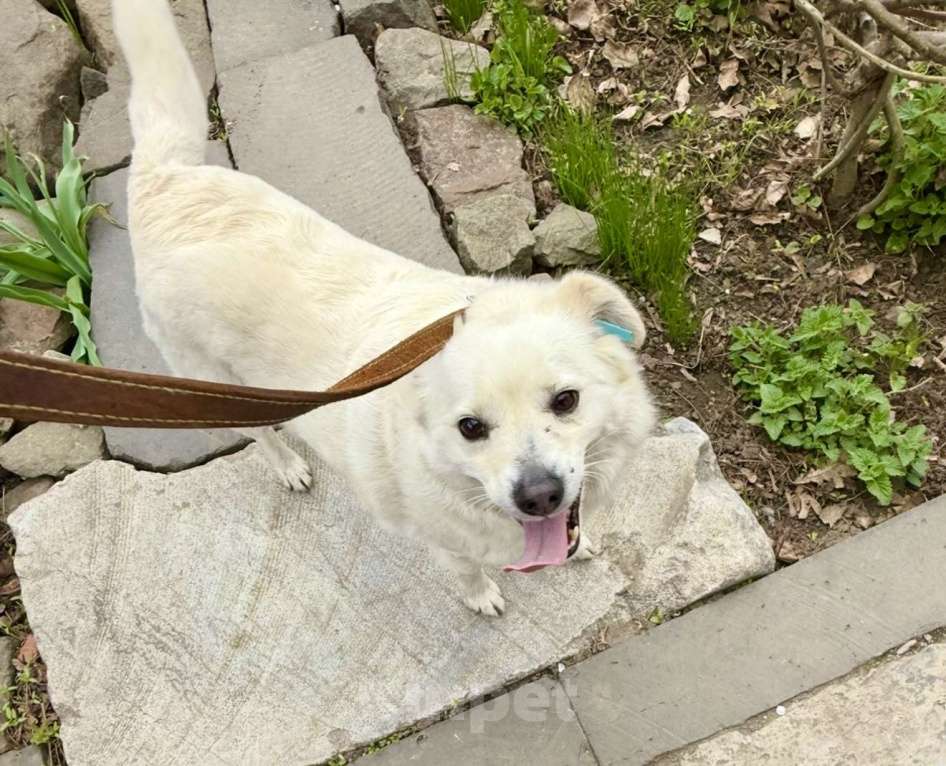 Собаки в Ростове-на-Дону: Бельчонок ищет дом и семью  Мальчик, Бесплатно - фото 8