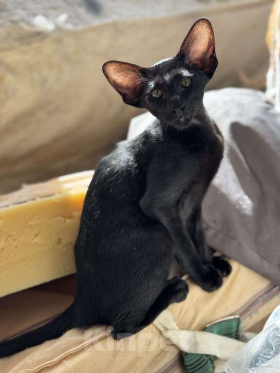 Кошки в Москве: Ориентальный мальчик Мальчик, Бесплатно - фото 2