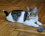 Кошки в Москве: Котенок Мия ищет дом Девочка, Бесплатно - фото 4