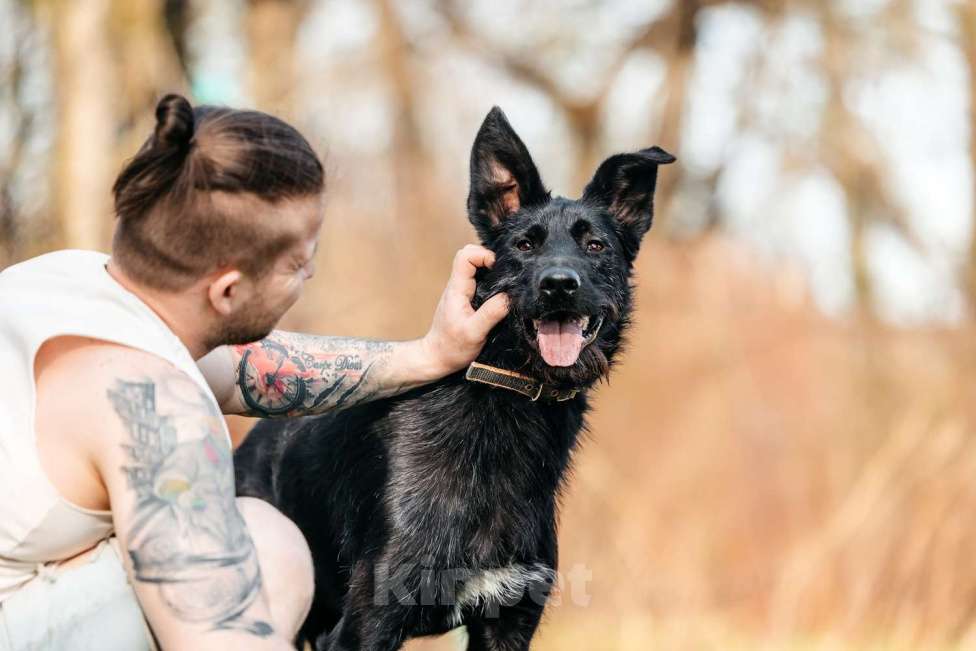 Собаки в Москве: Заберите меня, пожалуйста Мальчик, 1 руб. - фото 4