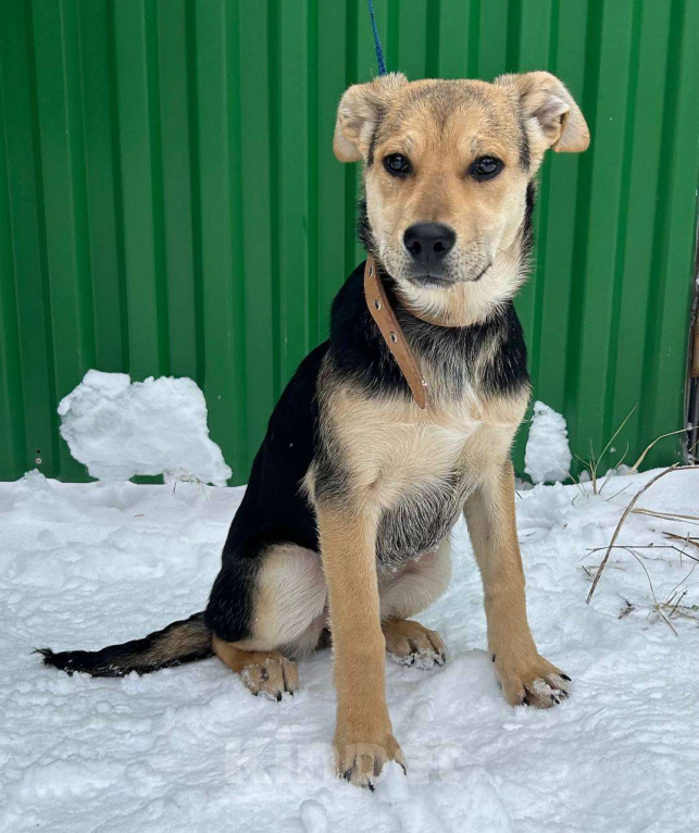 Собаки в Серпухове: Щеночек Лика в добрые руки Девочка, Бесплатно - фото 7