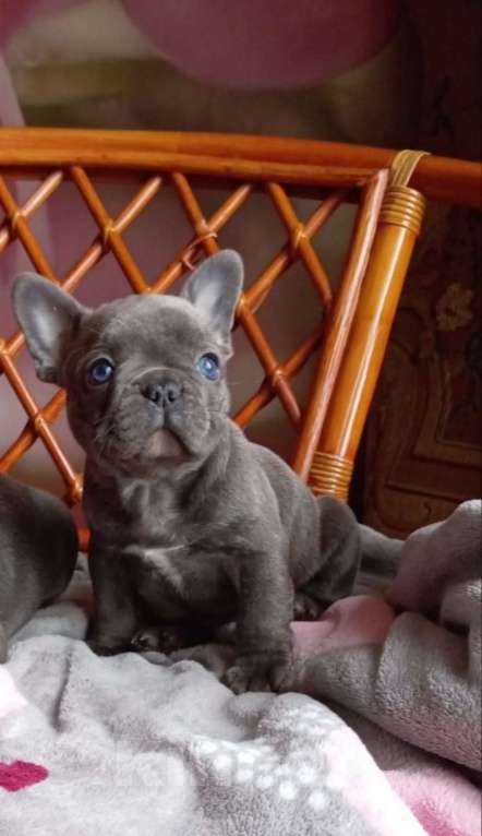 Собаки в Москве: Милый щенок французского бульдога. Мальчик, 65 000 руб. - фото 4