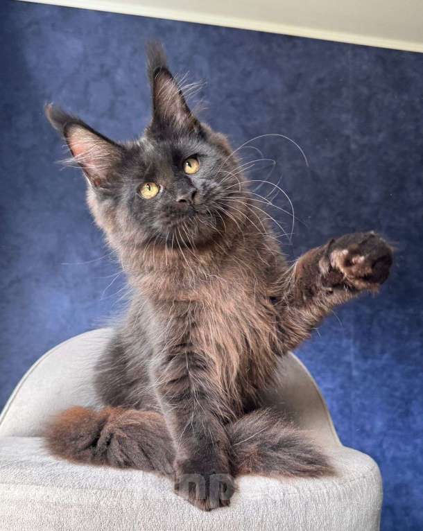 Кошки в Санкт-Петербурге: Черный мальчик Мальчик, 50 000 руб. - фото 3
