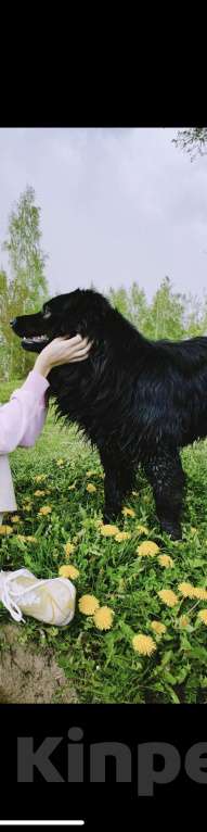 Собаки в других городах Московской области: Пропал друг семьи  Мальчик, 50 000 руб. - фото 4