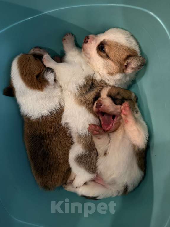 Собаки в других городах Московской области: Щенки вельш-корги пемброк Разнополые, 35 000 руб. - фото 4