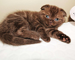 Кошки в Саранске: Вязка с шоколадным шотландцем, 1 000 руб. - фото 3