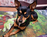 Собаки в Камышлове: Цвергпинчер (Карликовый пинчер) вязка, 800 руб. - фото 1