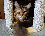 Кошки в Ливны: Котик Мейн Кун, 25 000 руб. - фото 1