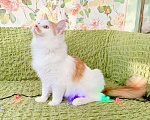 Кошки в Москве: Рыжий котик Пухлик в поисках счастья. В дар Мальчик, Бесплатно - фото 3