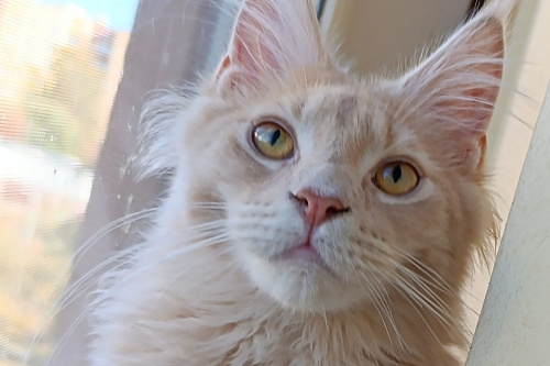 Котик классика кремовый