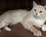 Кошки в Рязани: Котик в добрые руки Мальчик, Бесплатно - фото 1