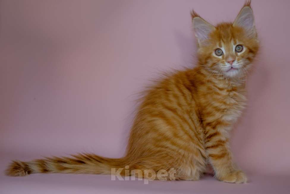 Кошки в Красноярске: Котята Мейн Кун Разнополые, 50 000 руб. - фото 2