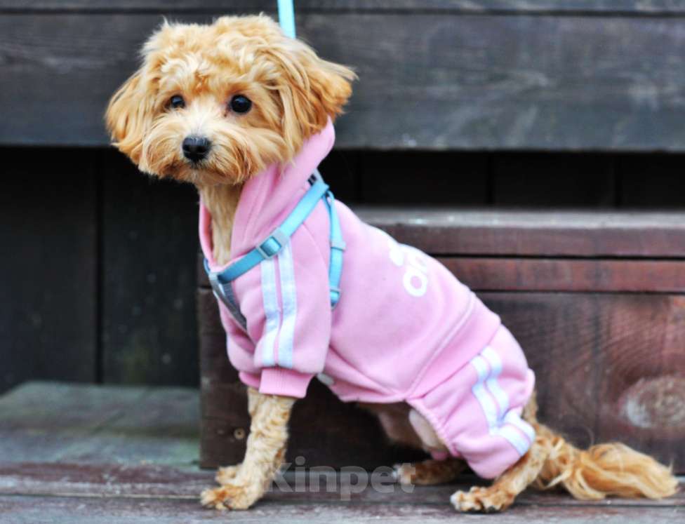 Собаки в других городах Свердловской области: Мальтипу мальчик Мальчик, 60 000 руб. - фото 1