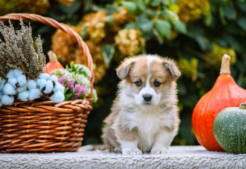 Собаки в Новосибирске: Вельш Корги Пемброк Мистер Марти Мальчик, 75 000 руб. - фото 2