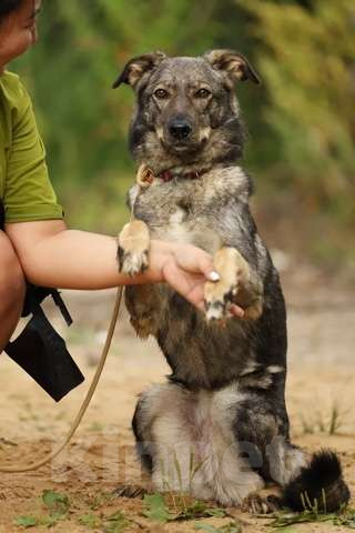 Собаки в Москве: Эрика ищет дом Девочка, Бесплатно - фото 3