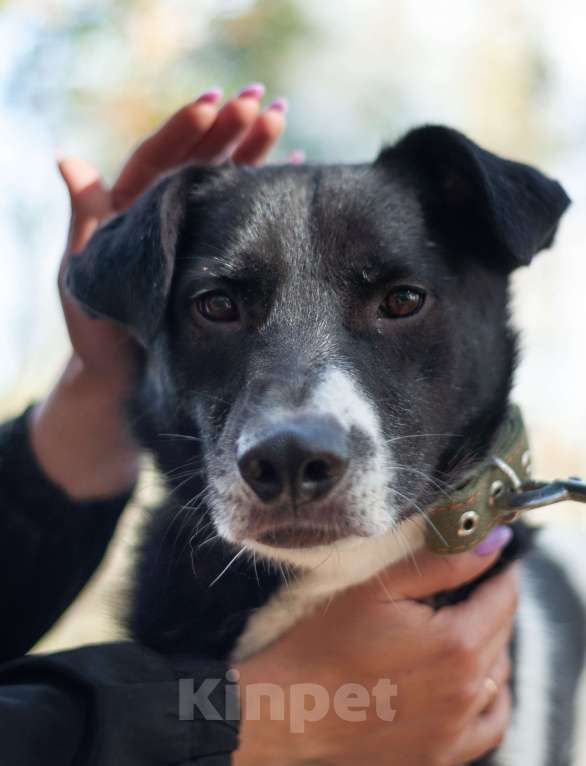 Собаки в Ногинске: Клэр Девочка, Бесплатно - фото 2