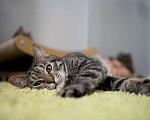 Кошки в Москве: котик Пьер Кюри в добрые руки Мальчик, Бесплатно - фото 8