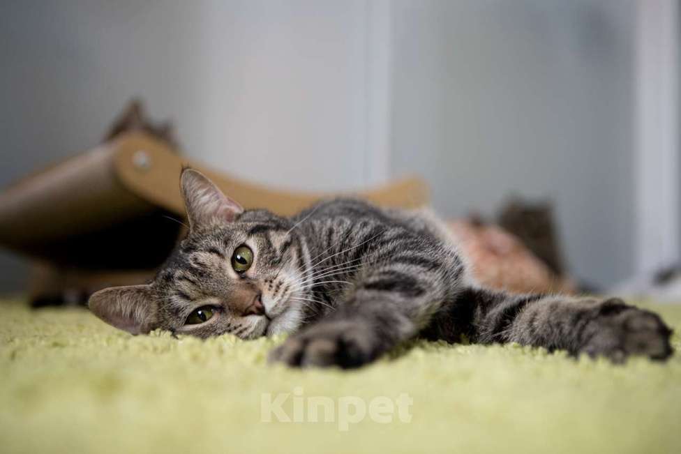 Кошки в Москве: котик Пьер Кюри в добрые руки Мальчик, Бесплатно - фото 8