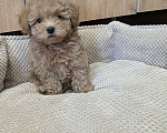 Собаки в Москве: Девочка мальтипу Девочка, 100 000 руб. - фото 2