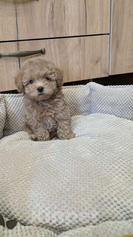 Собаки в Москве: Девочка мальтипу Девочка, 100 000 руб. - фото 2