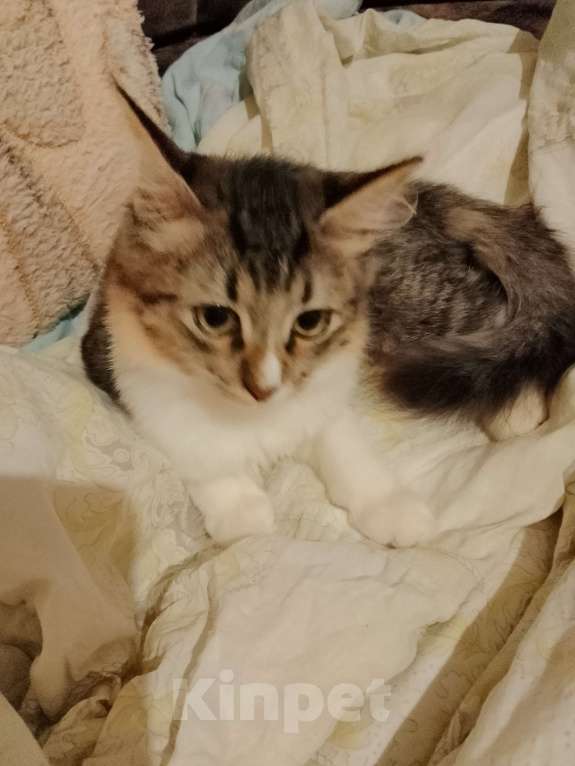 Кошки в Старом Руссе: Ася Девочка, Бесплатно - фото 2