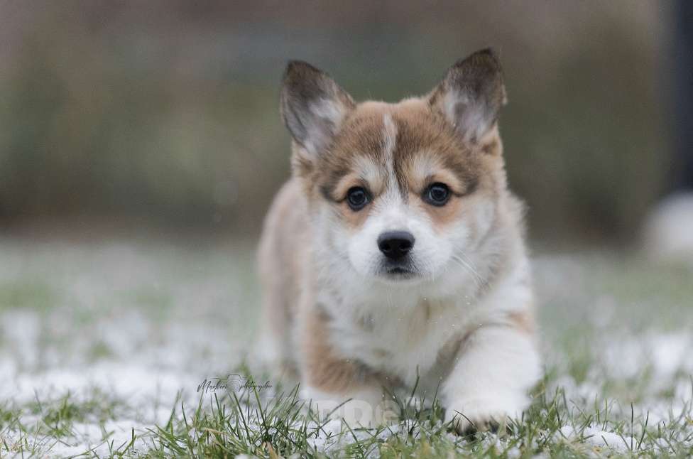 Собаки в Нижнем Новгороде: Щенки вельш корги пемброк Девочка, 60 000 руб. - фото 7