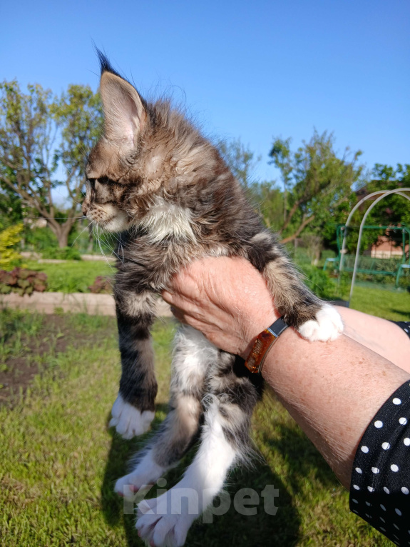 Кошки в Новоалександровске: Чистокровные котята мейн-кун 🐾 Мальчик, 30 000 руб. - фото 5