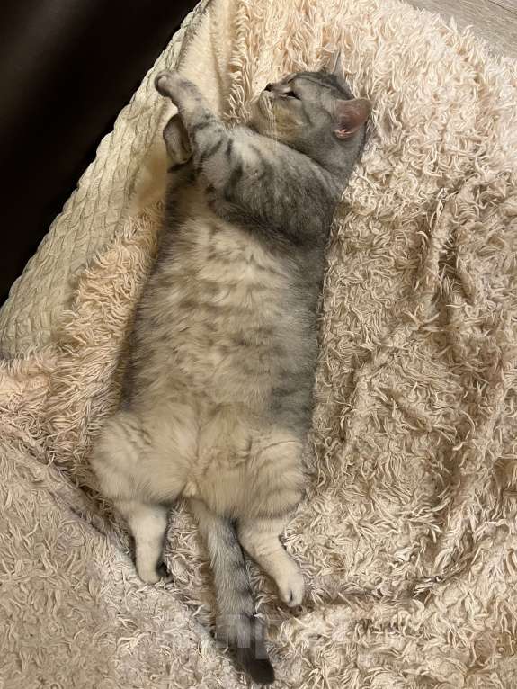 Кошки в Красногорске: Кота в добрые руки Мальчик, Бесплатно - фото 3