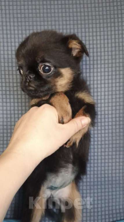 Собаки в Москве: Девочка пти-брабансон Девочка, 50 000 руб. - фото 3