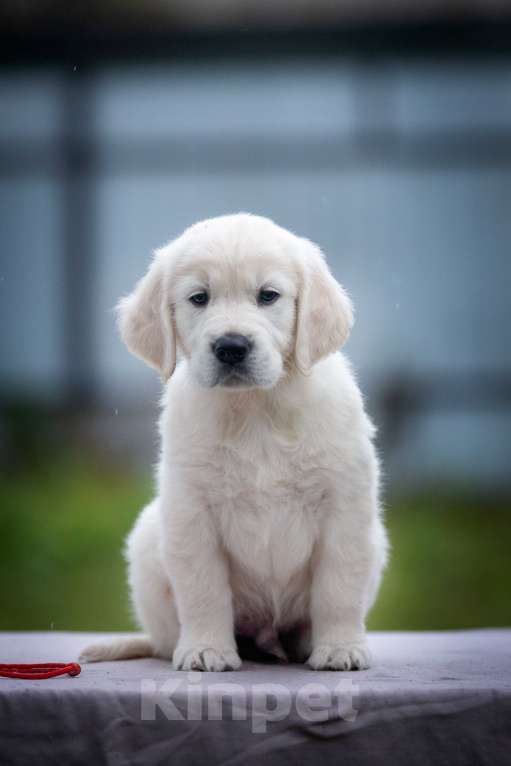 Собаки в Москве: Щенок золотистого ретривера  Мальчик, 75 000 руб. - фото 7